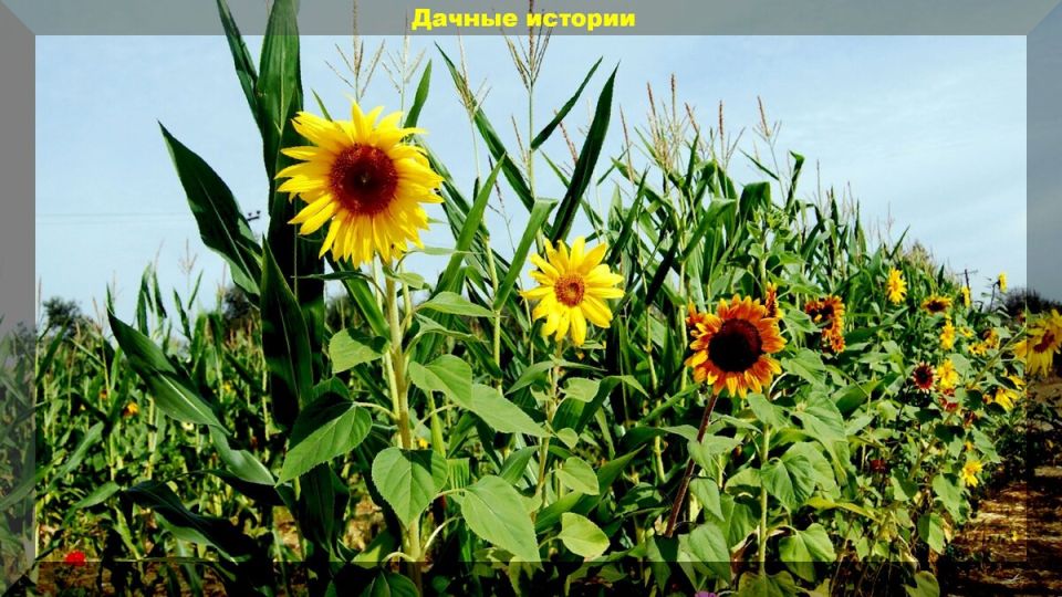 Полезные свойства сухих стеблей кукурузы и подсолнечника для огорода зимой