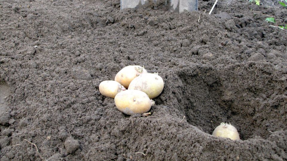 Почему стоит отложить посадку картофеля и как избежать проблем с урожаем