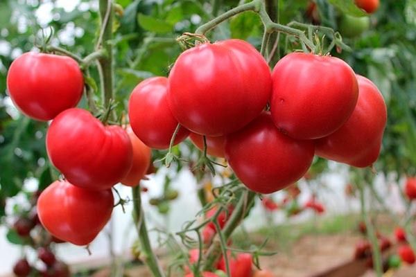 Томат Бычье сердце: изысканный вкус и богатый урожай