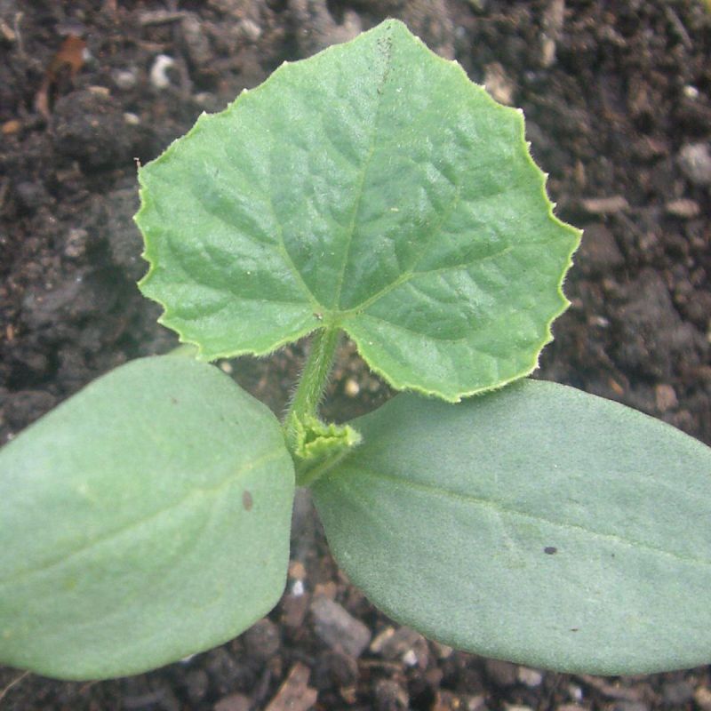 Выращиваем огурцы на подоконнике: советы для увлеченных садоводов