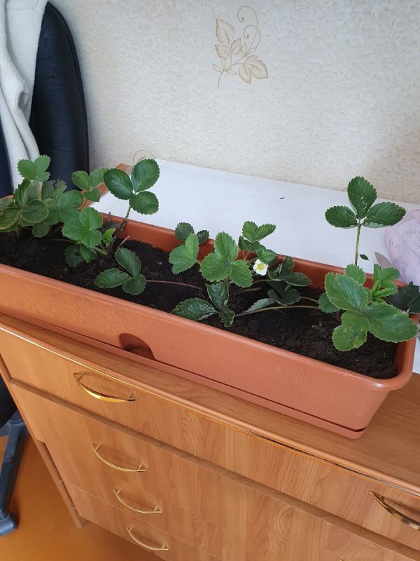 Мини-огород на подоконнике: как вырастить вкусное зимой