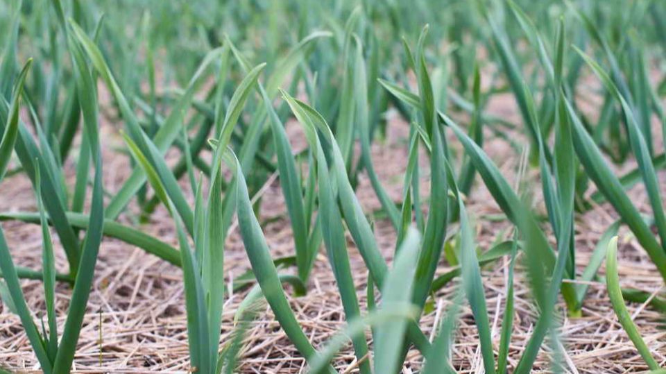 ���������� ������: ��� ����� �� ����������� ������� ������� ������� ������