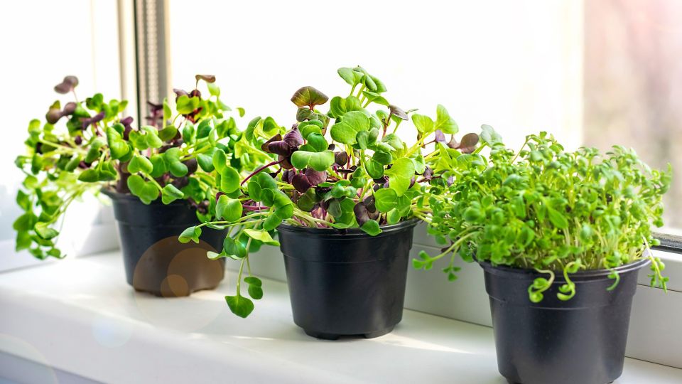 ������� �� ���������: ��� �� ���������� ������ � ��������� �������� ������ ������