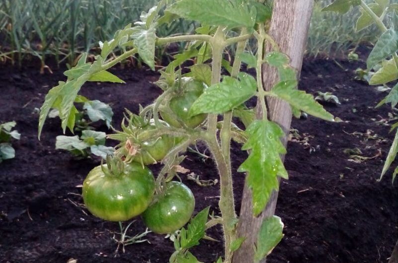 Почему томаты не радуют урожаем: 5 причин плохого роста на огороде