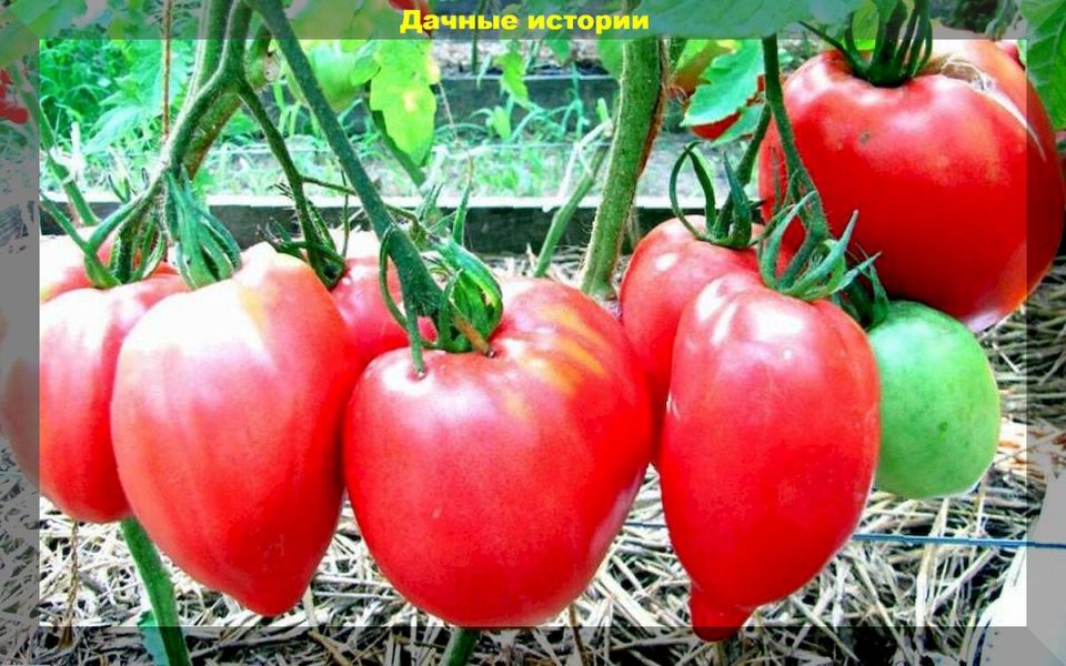 ������, ������� ��������� ������ ����� ���� �� �������: �������� ������ �����-�������