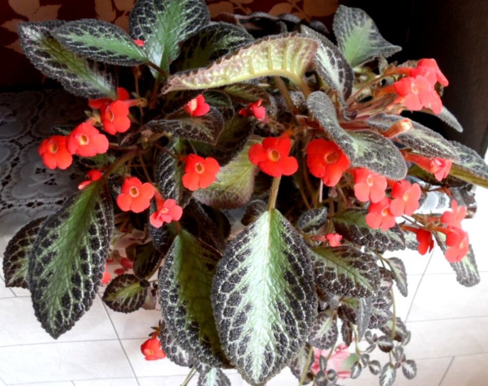 Эписция: цветок с характером, создающий атмосферу уюта в вашем доме