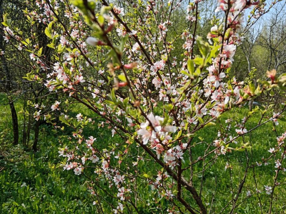 Как борная кислота помогает вишне щедро плодоносить