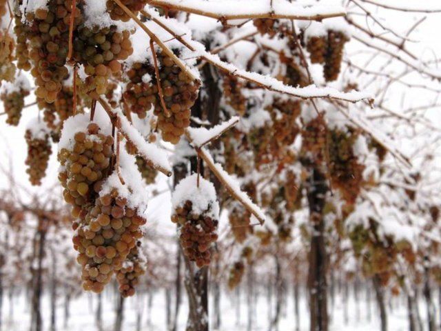 ��� ���� ����� ������ ������������ �����: ������������ ������� �����