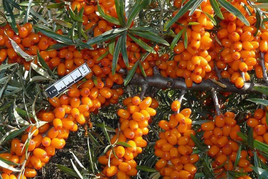 ��������: ��� ��������� ����������� ��������� �� ���������� ��������