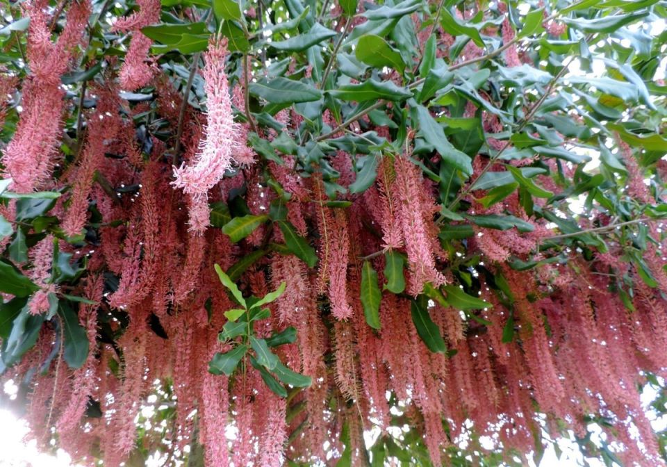 Секреты макадамии: почему дорогие орехи не так хороши, как кажется?