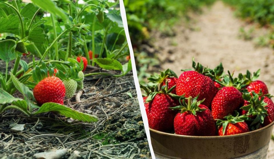 ������� ��������� ������ ��������