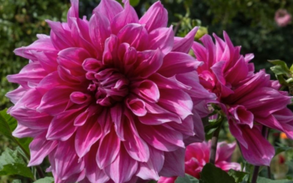 ��� ���������� ������ ���������: ������� ������� ��������