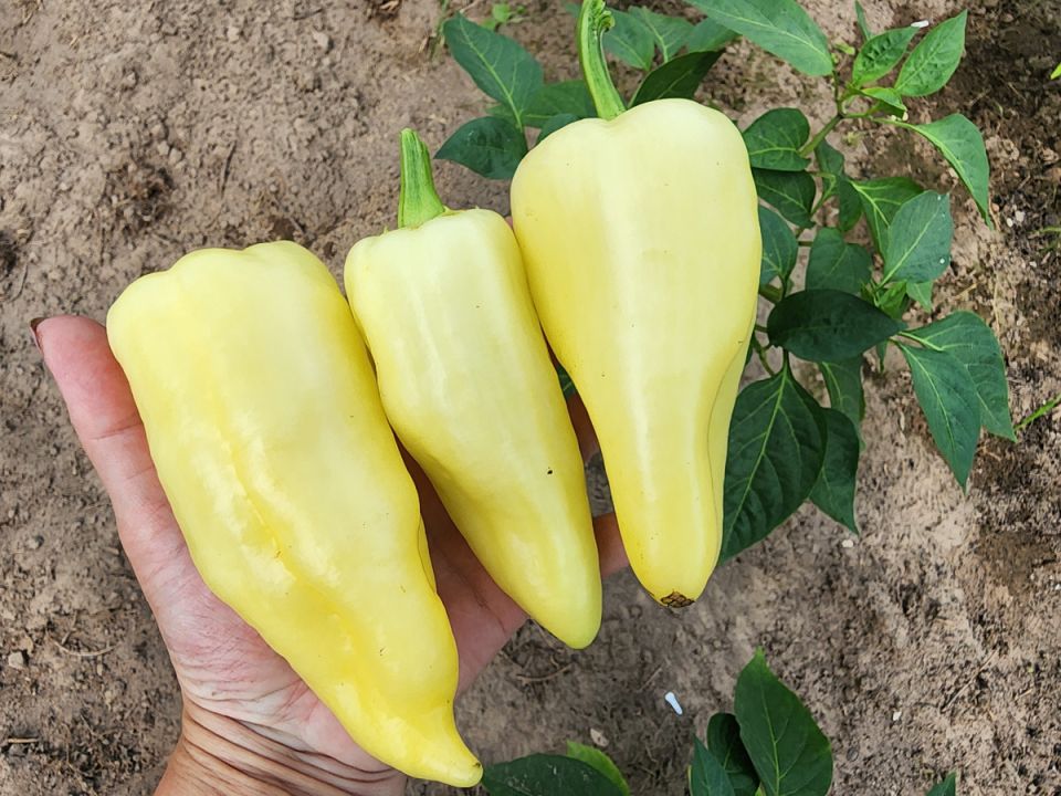 ������� ��������� ������: ���-7 ������ �������� ����� ��� ������ �������