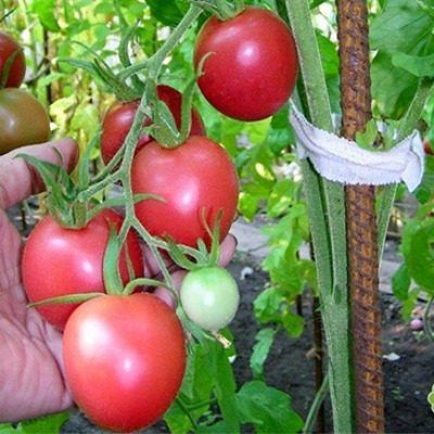 Томат Надежда: надёжный гибрид с сладким вкусом и отличным урожаем