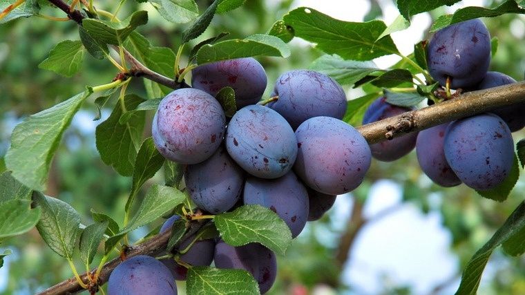 ��� ������� ����� � ���������� �����: ������� ���� � ������