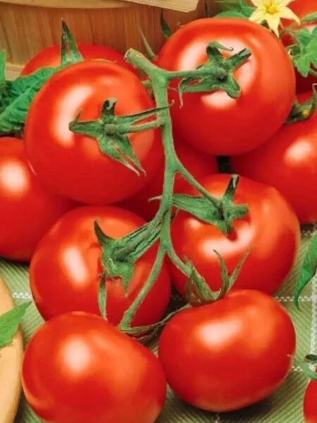 ������ �������: ������ ���� ��� ������ �������