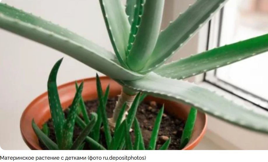 ����� ���� � ��������: ������� ��������� ��� ��������