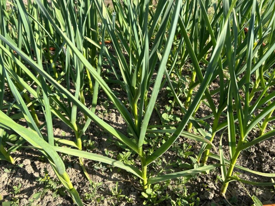 ����� ������� ������� �������: ��� �������� ���� � �����