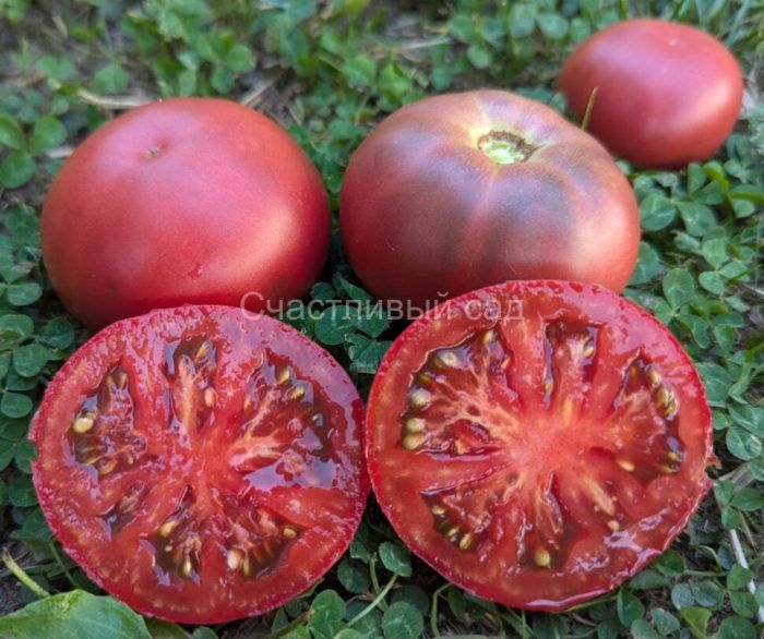 ����� �������: ��� ���� � �������� ������ ������� ������