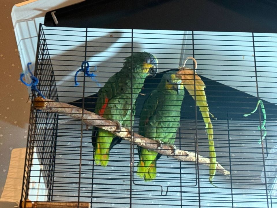 Ѹ��� � ����: �������� ������� � ���������