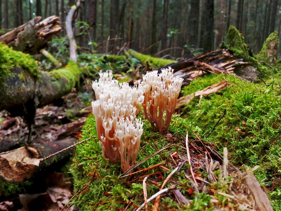 Оленьи рожки: редкие короли лета и осени на грибной карте