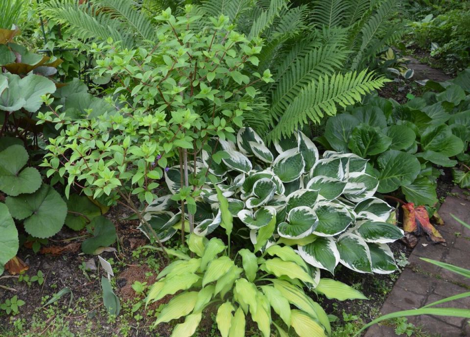 Умный подход к выращиванию хосты в саду: как сохранить красоту без хлопот