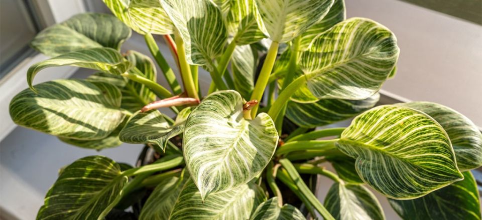 Филодендрон Биркин: спокойный гид по уходу и особенностям растения