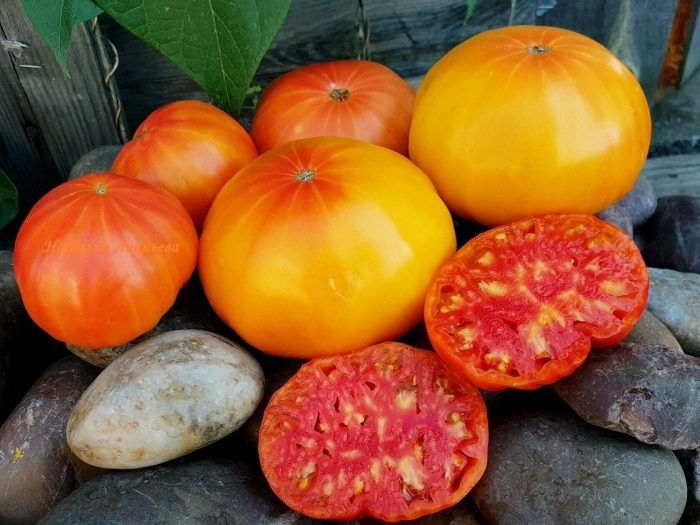 Томат Король Ананас: крупноплодный сорт с яркой окраской и десертным вкусом