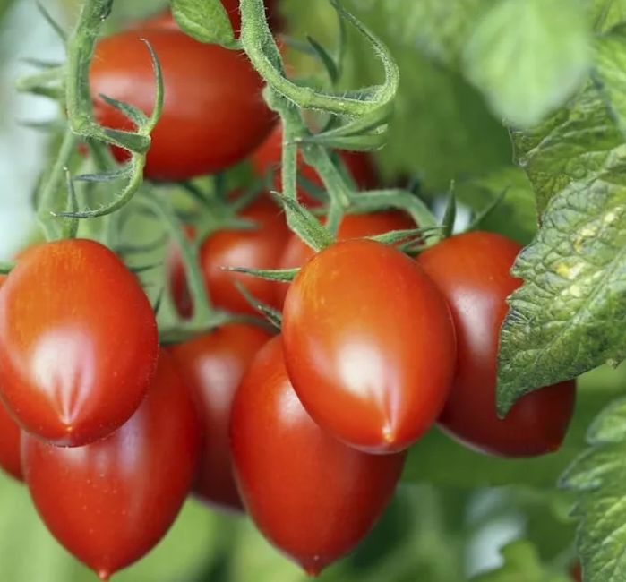 Как собрать обильный урожай помидоров и защитить их от болезней с помощью простых подкормок