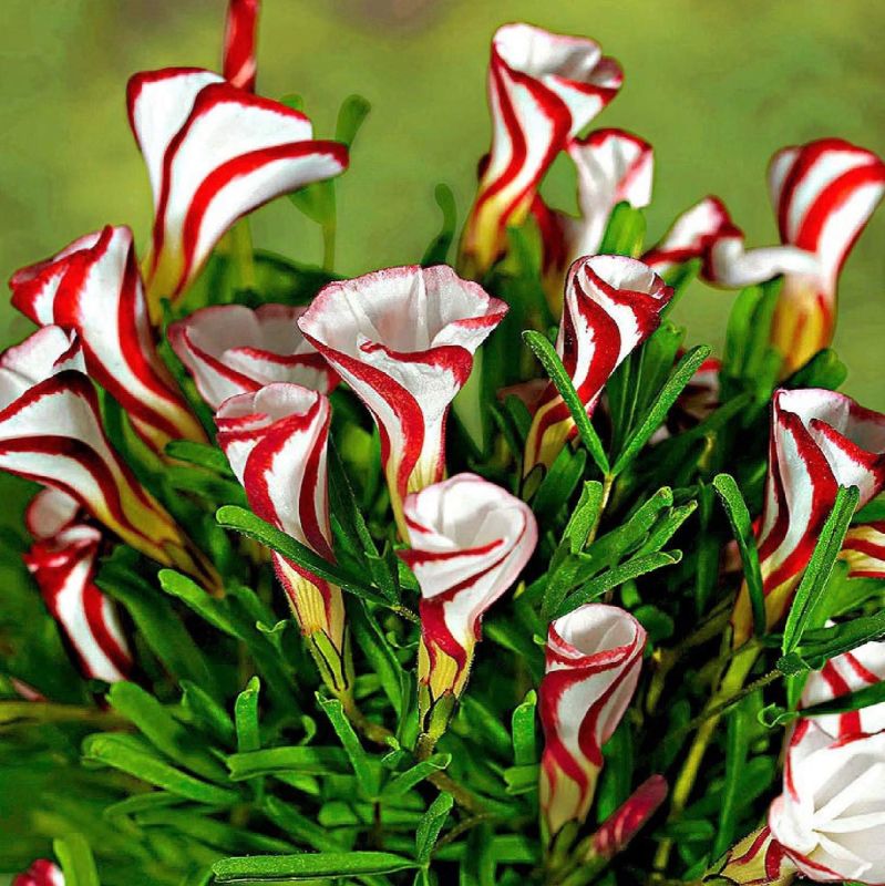 ��������� ������������ ��� ������: �� �������� �� ��������