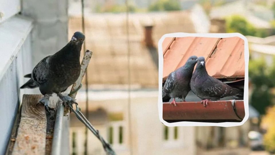 Как избавиться от голубей: простые и эффективные методы
