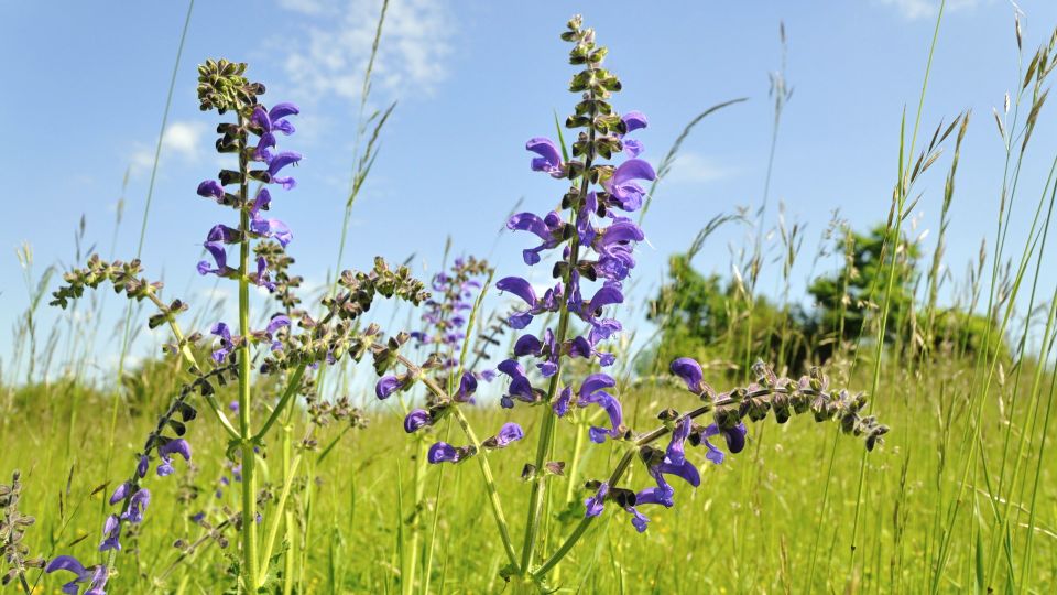 ��� ������ ��������: ����� ����� ����� �������� � �������� �����