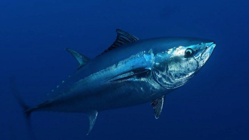 У побережья ОАЭ поймали рекордного тунца весом 137 кг