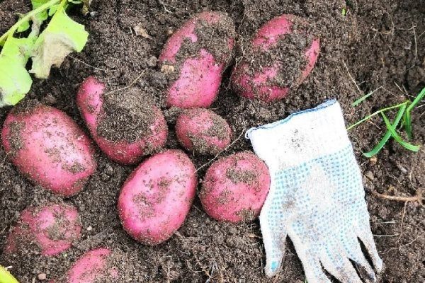 Почему стоит обратить внимание на сорт картофеля Шарвари Пирошка?