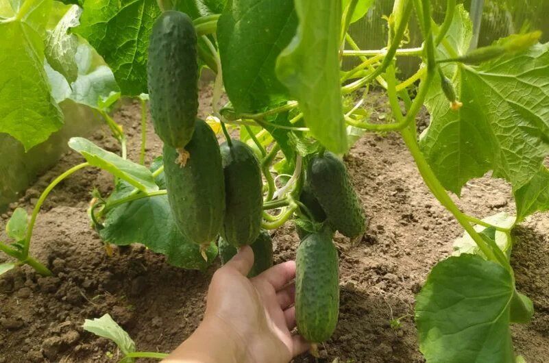 Как избежать горьких огурцов: секреты успешного выращивания