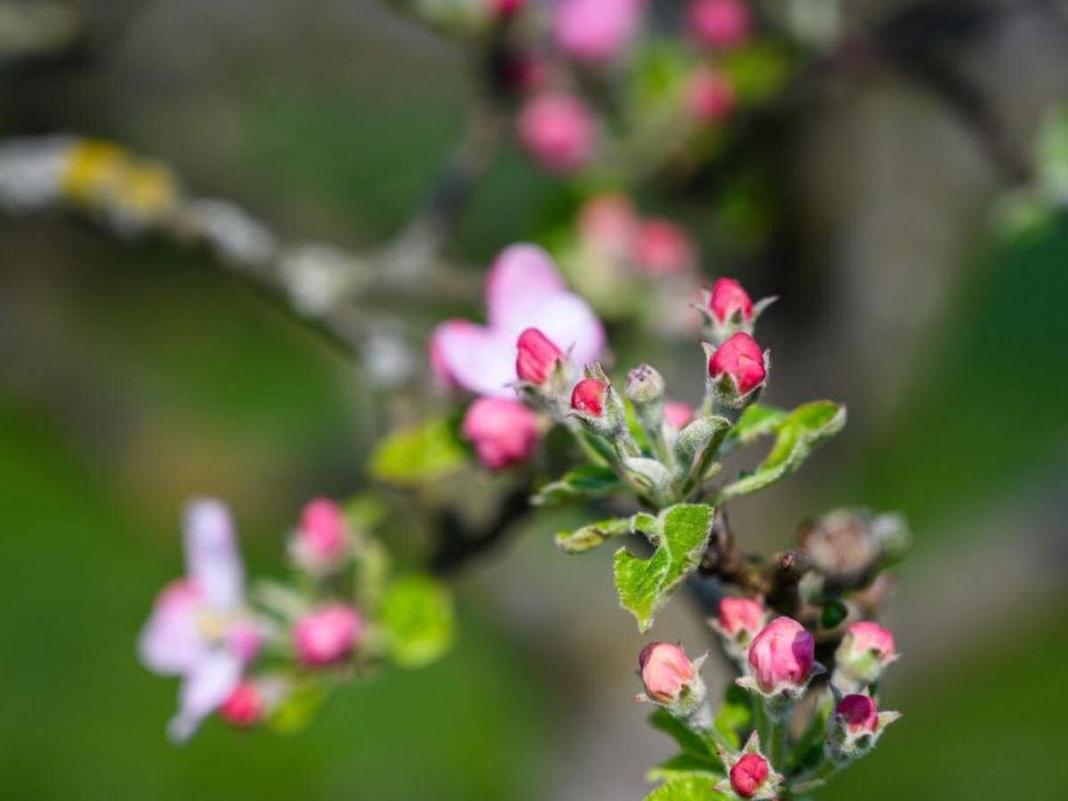 Как правильно обрезать молодые яблони для богатого урожая