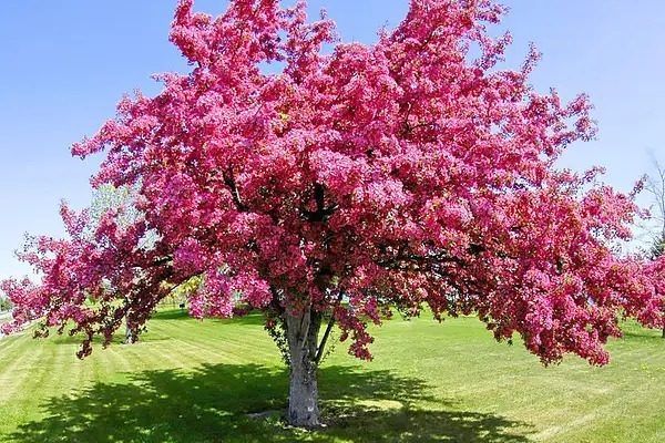 Яблоня Маковецкого: Уникальный Гибрид для Вашего Сада