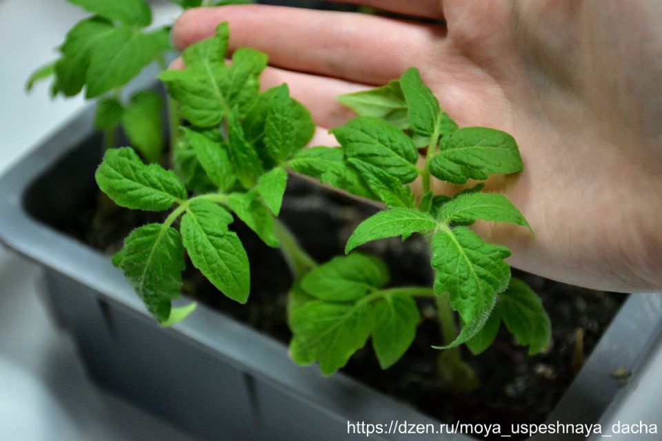 ��� �������� ���� ��� �������� ������ � ������� ����� ���������