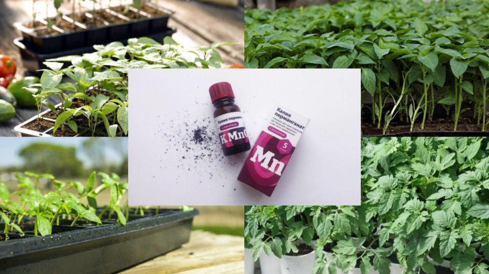 ���-5 �������� ������� ��� ��������� ��������: ������� ��������� ������