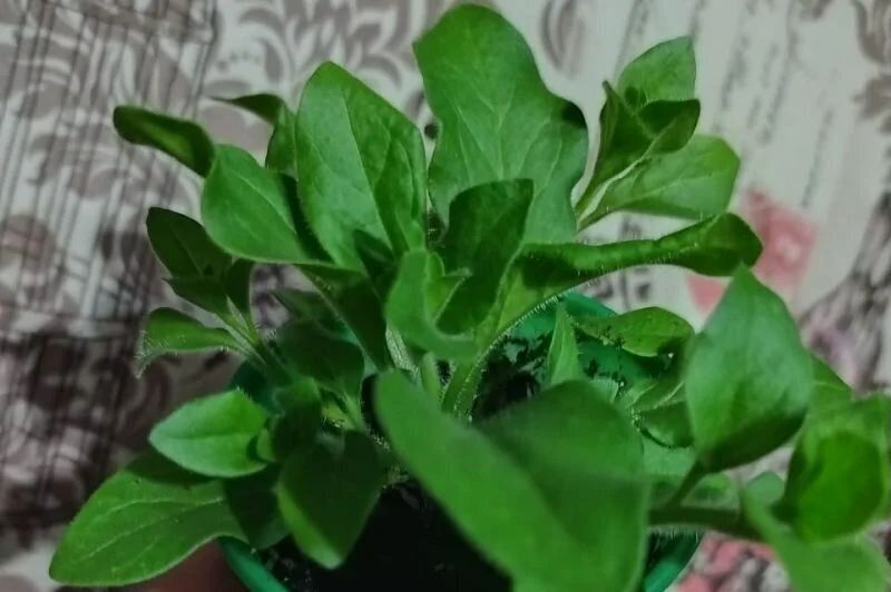 ���������� ���� �� �������� ������� ����� �������