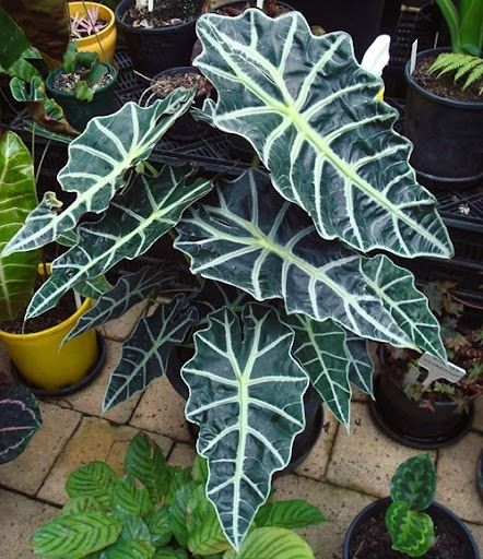 ��������: �������� ������� � � ����������� ��������