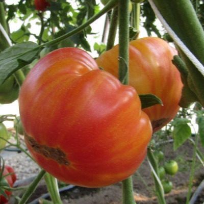 ����� ����������� �������: ������� ��������� ����������� � ����������� �����