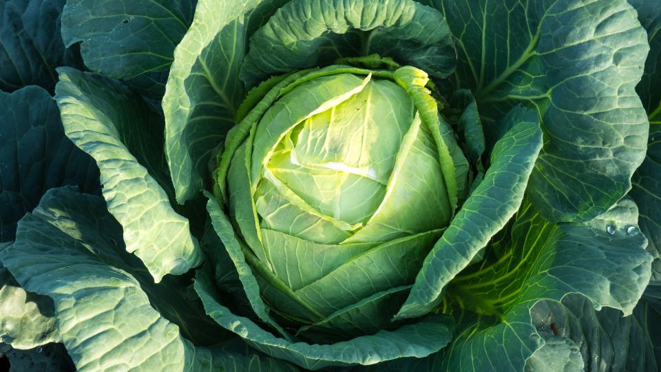 ���������� ������ ������� ���� ���������: ����� � ������ ������ ����������