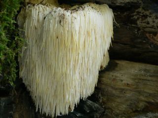 ��������� ������ �� ������ �����������: �������� � ������ ��� ��������