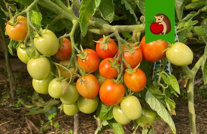 ������ ��������� ����������� ��� ��������� �������: ������ � ����������