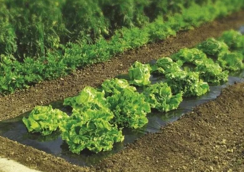 ������ ������� ��� ������� ����� ������������ ���������?