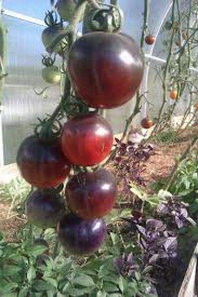 ����� ��� �20: ���������� ���� � ������������ ���� � ����� �������