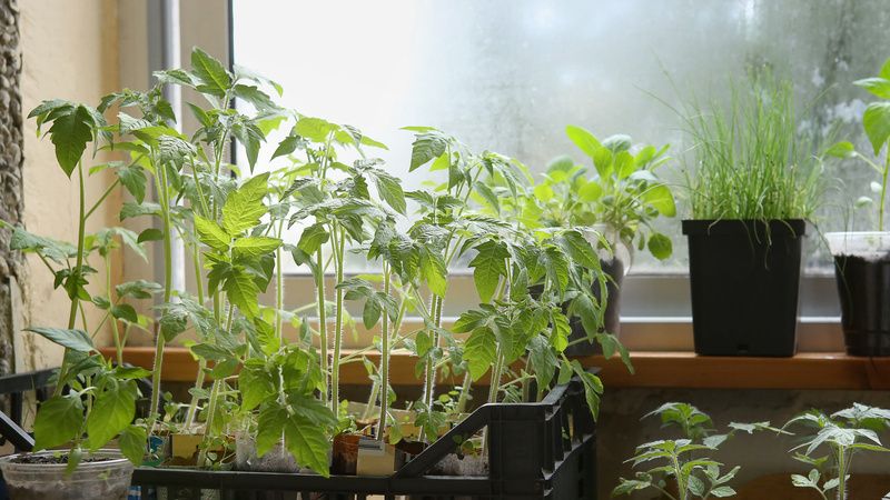 ��� ������ � ������ �������: ����������� ������ ��� ������