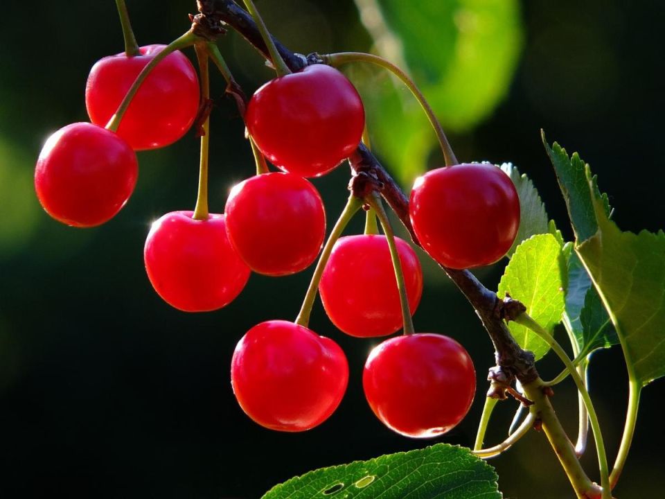 ��� ������� ��� ������ ����� �� �����: ������� �������� �������