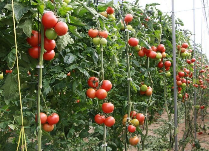 ���������� ���� ��� ����� ���������: ��� ������� ��������� ����� ����������� ������